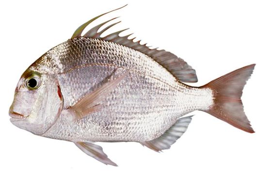 Picture of King Soldier Bream