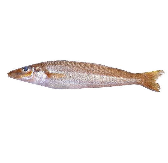 Picture of Indian Whiting 50-100gr