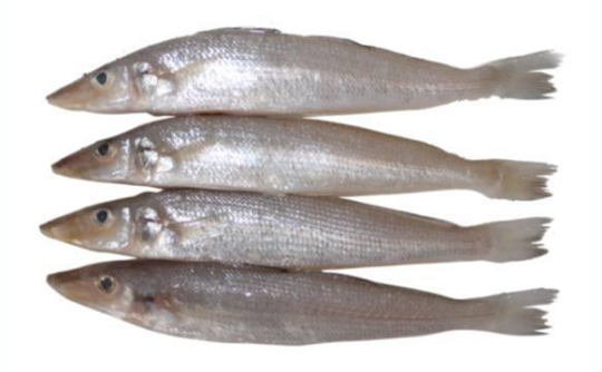 Picture of Indian Whiting 50-100gr