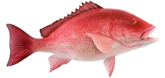 Picture of Red Snapper