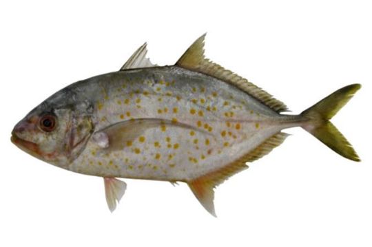 Picture of Orange Spotted Trevally
