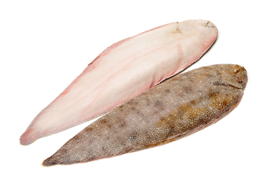 Picture of Tongue Sole Fish