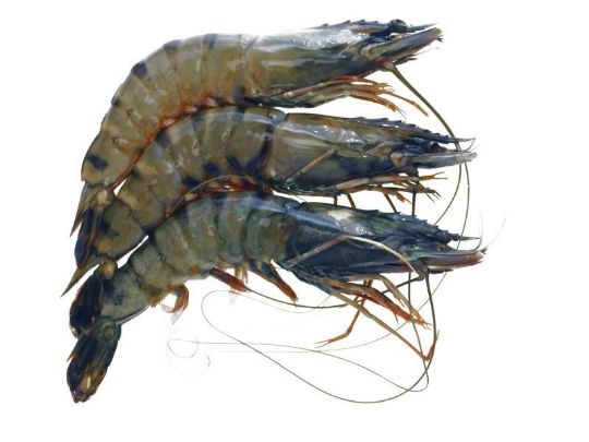 Picture of Tiger Prawn