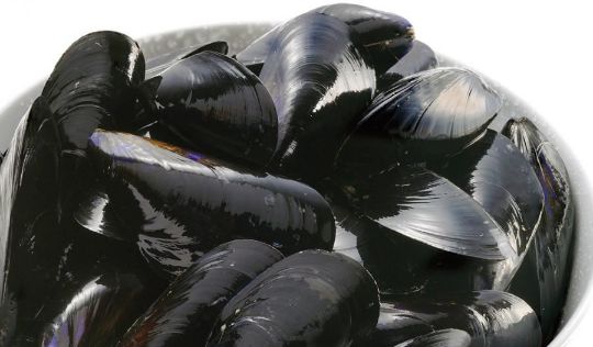 Picture of Mussels