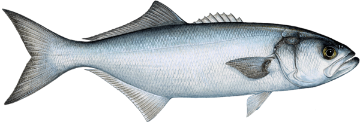 Picture of Blue Fish - 1 kg