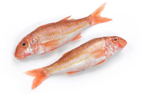 Picture of Black Sea Red Mullet Small