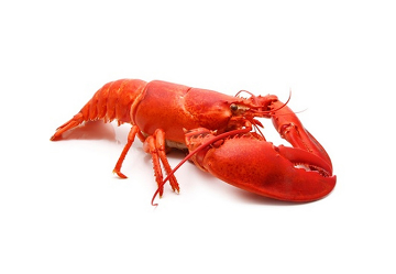 Picture of Canadian Lobster - 0.5 kg