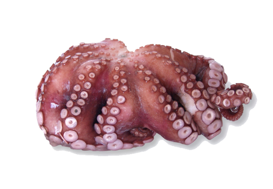 Picture of Whole Octopus (large)