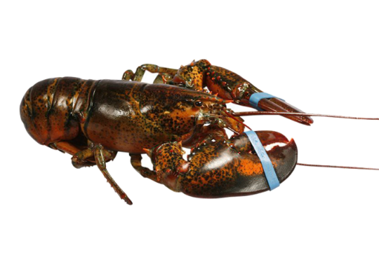 Picture of Canadean Lobster