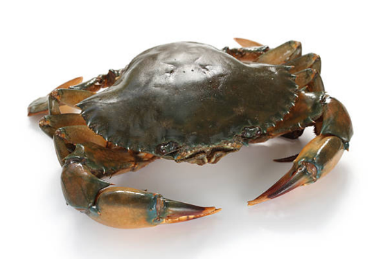 Picture of Mud Crab (live)