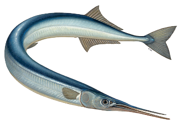 Picture of Black Sea Garfish - 1 kg