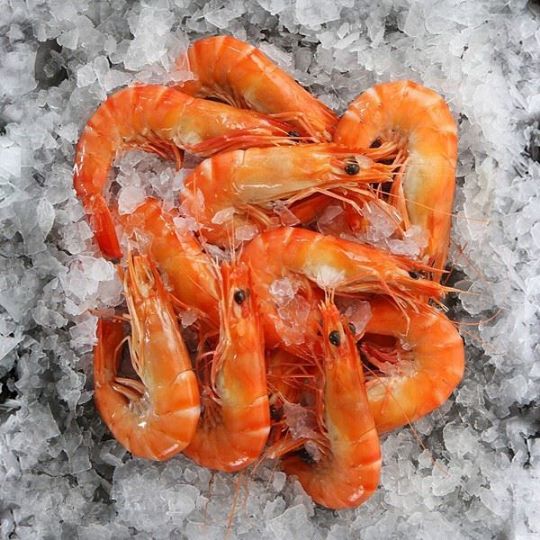 Picture of Red Tiger Prawn