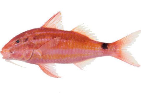 Picture of Indian Goatfish/Red Mullet