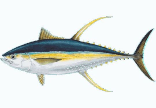 Picture of Yellowfin Tuna Loin