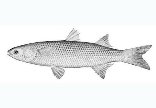 Picture of Black Sea Grey Mullet