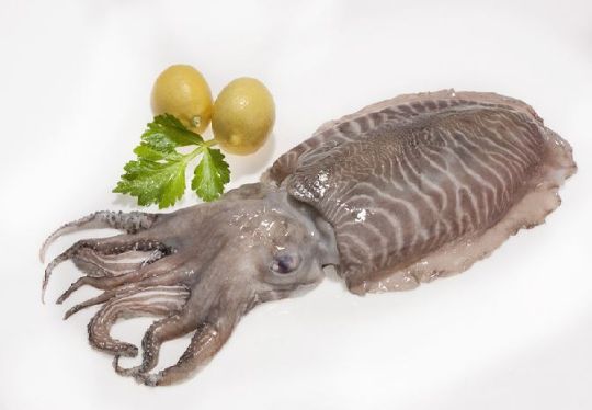 Picture of Cuttlefish