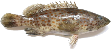 Picture of Groupper (Hamour) - 3 kg