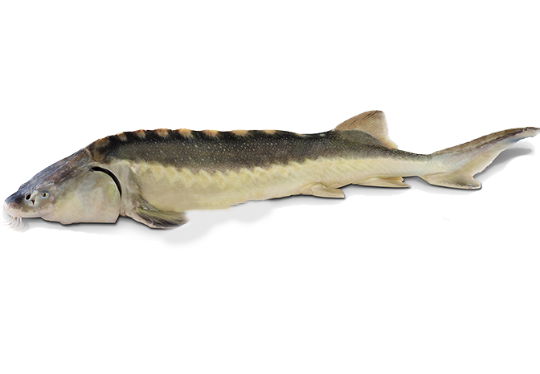 Picture of Russian Sturgeon (whole)