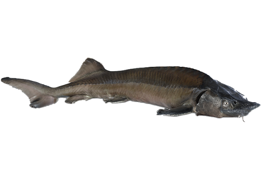 Picture of Siberian Sturgeon (whole)