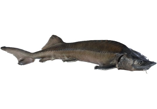 Picture of Siberian Sturgeon Steak - 1 kg