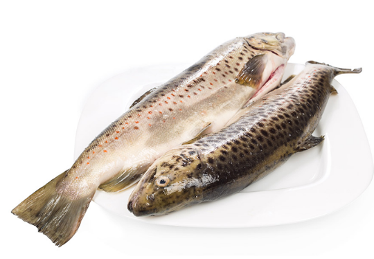 Picture of Spotted Trout