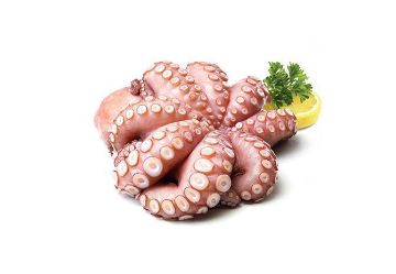 Picture of Octopus 500/1000 - 0.8 kg