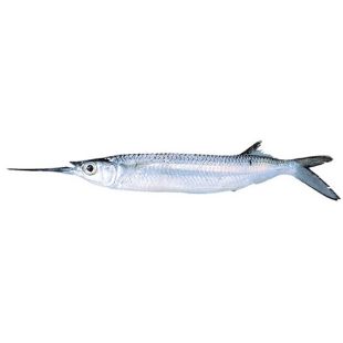 Picture for category Black Sea Garfish