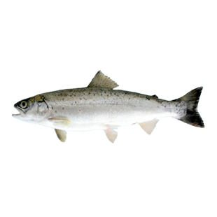 Picture for category Black Sea Salmon