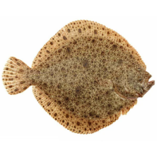 Picture for category Black Sea Turbot