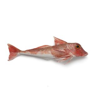 სურათი კატეგორიისათვის ატლანტიკური თევზი