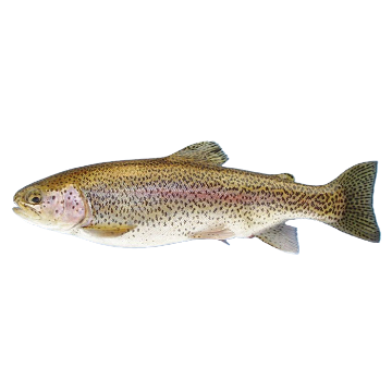 Picture of Georgian Trout - 1 kg