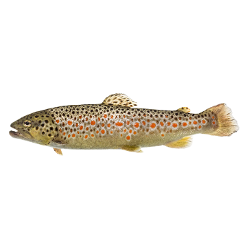 Picture of Mountain Trout - 1 kg