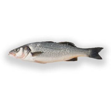 Picture of Seabass 1 - 1.5 kg