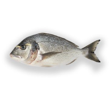 Picture of Sea Bream 1-1.5 kg