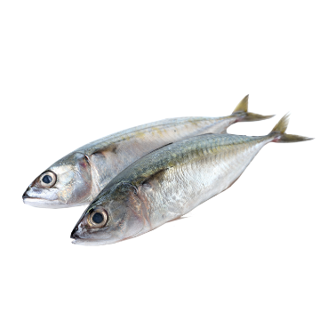 Picture of Indian Ocean Mackerel - 1 kg