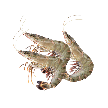 Picture of Tiger Prawn 8/12 - 1 kg