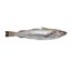 Picture of Indian Whiting - 1 kg