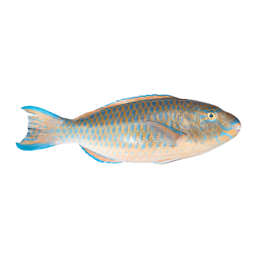 Picture of Parrotfish - 3 kg