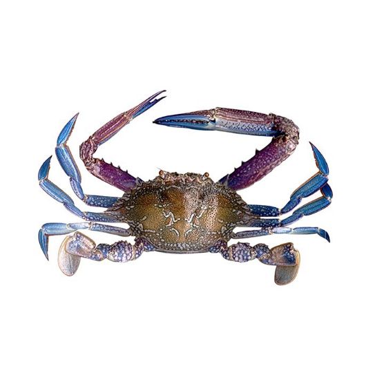 Picture of Blue Swimmer Crab - 1 kg